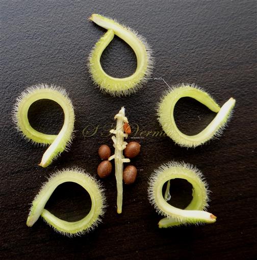  Dehisced capsule